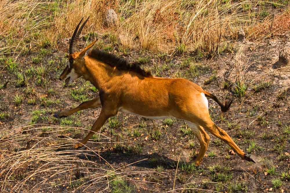 Ligada desde sempre ao Projecto de Conservação da Palanca Negra Gigante, a Fundação Kissama é a instituição implementadora das acções de investigação e educação ambiental do projecto desde 2010