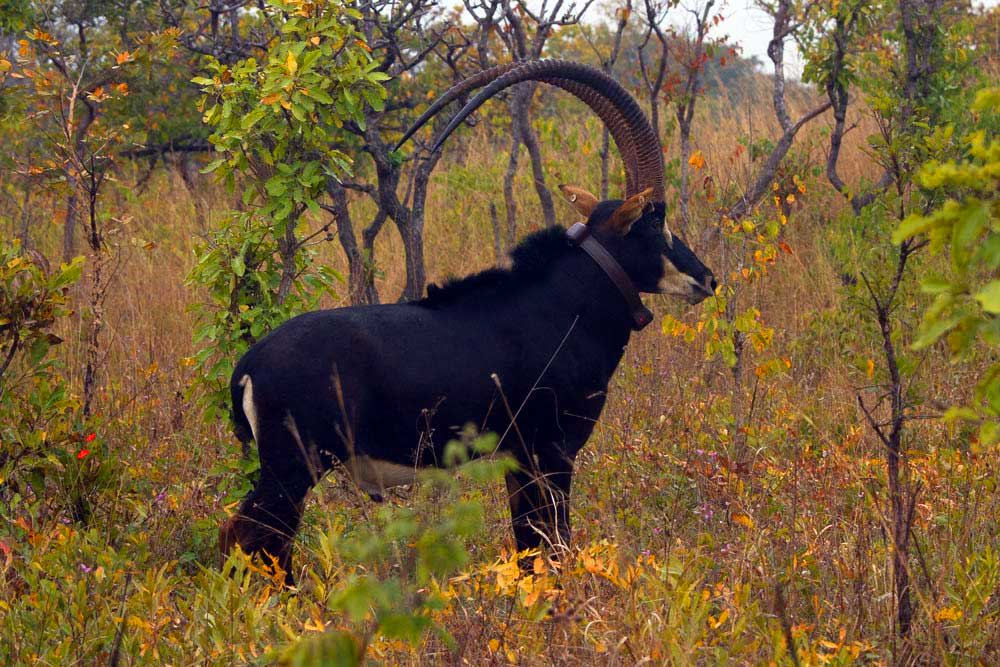 A Fundação Kissama é uma organização não-governamental fundada em 1995